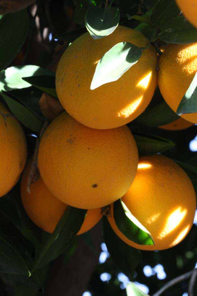              Fruit (Palmer, Riverside, CA)       